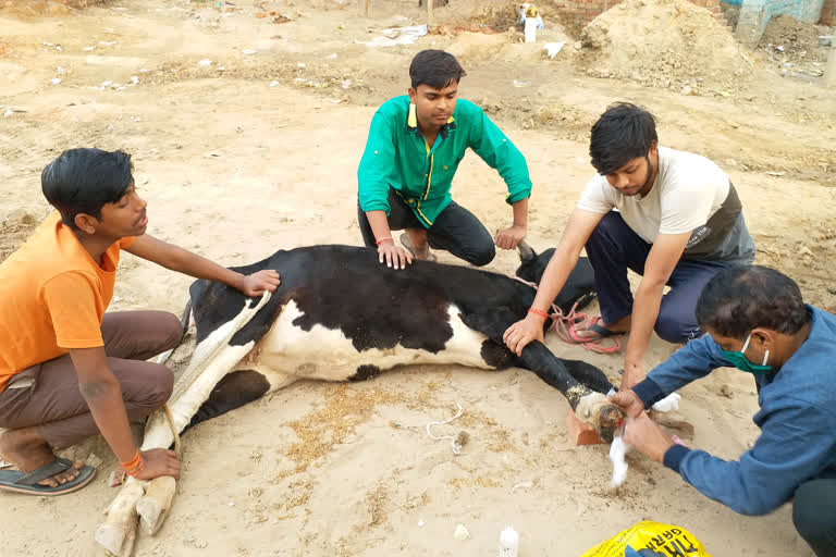 फिरोजाबाद में गोवंश का उपचार करते युवा.