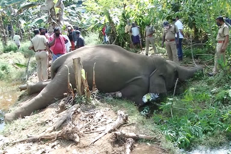 elephant dead body found Ernakulam  elephant dead body found  elephant dead body  kottappadi kulaghatt kuzhi elephant dead body found  കുളങ്ങാട്ടുകുഴിയിൽ കാട്ടാന ചെരിഞ്ഞു  കോട്ടപ്പടി കുളങ്ങാട്ടുകുഴിയിൽ കാട്ടാന ചെരിഞ്ഞു  കാട്ടാന ചെരിഞ്ഞു  വനപാലകർ സ്ഥലത്തെത്തി  പ്രാഥമിക പരിശോധകൾ നടത്തി