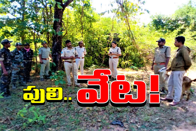 searching-for-tiger-at-dehgam-in-komaram-bheem-asifabad-district