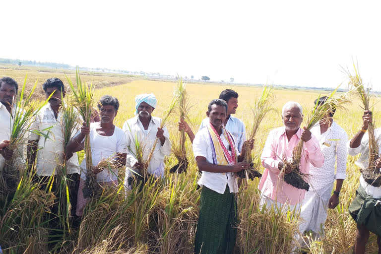 Paddy yield decline in Bellary