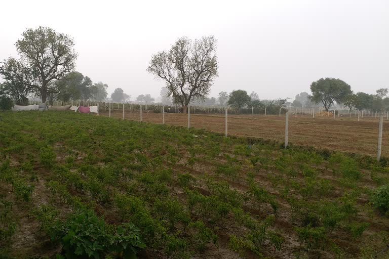 rain in bhilwara,  govardhan puja