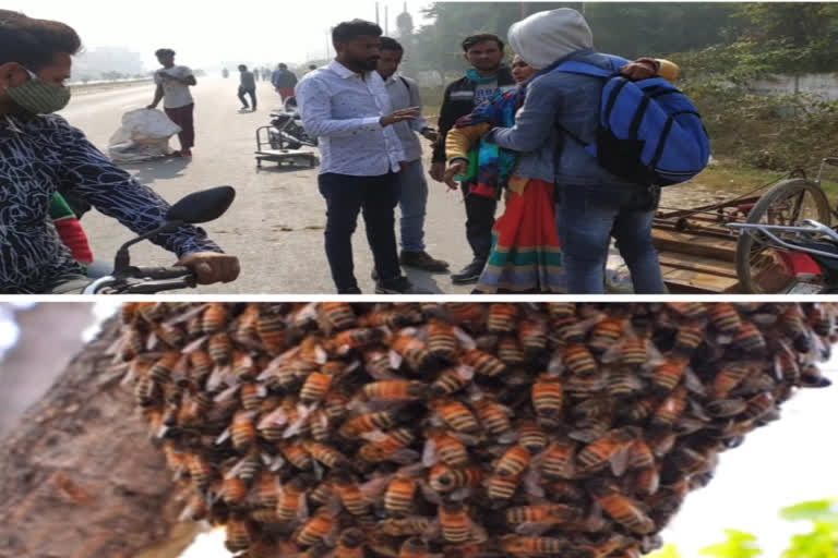 bees attacked passerby in muzaffarnaga