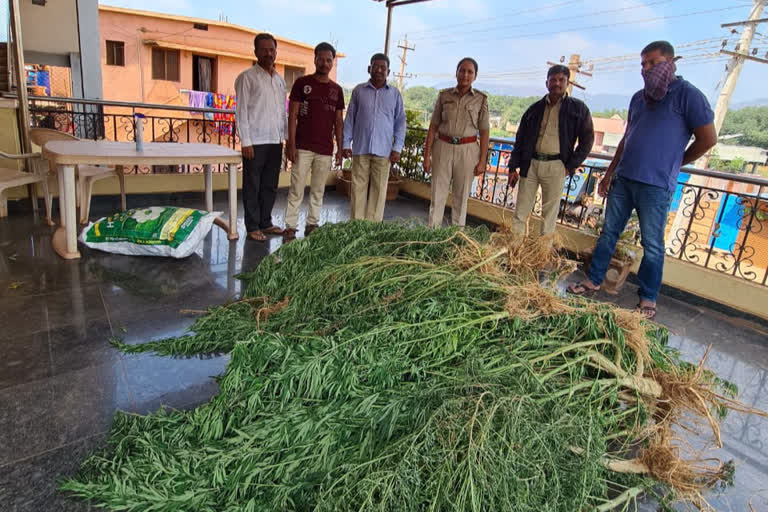 ಗಾಂಜಾ ಗಿಡ ಸೀಜ್