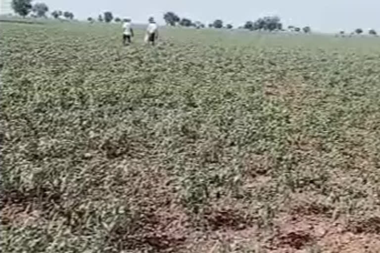 spraying chemicals on chilli crop