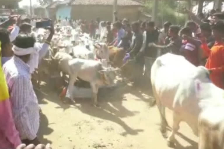 Govardhan Pooja Celebration