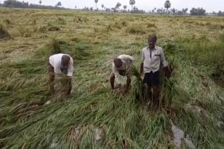 Crop damage on hundreds of acres with untimely rains in krishna district