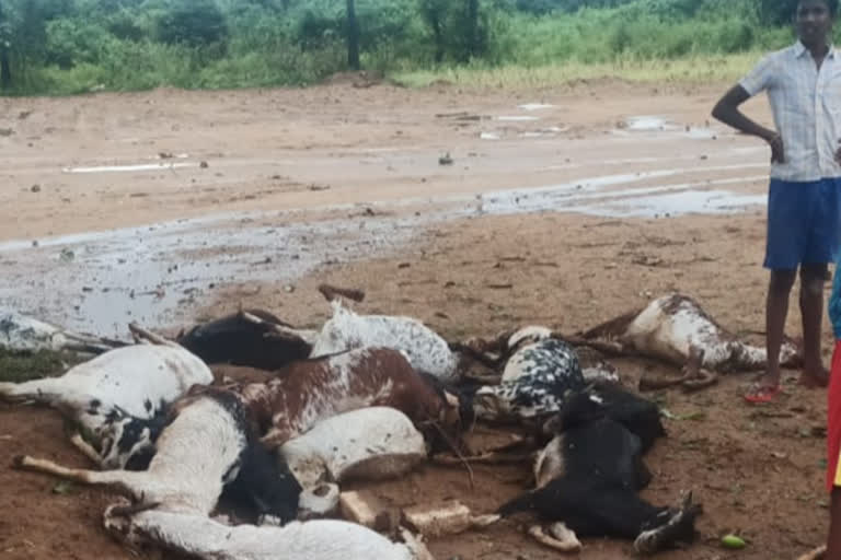 22 sheep killed in thunderstorm