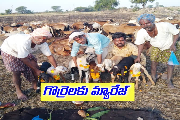 Wedding for sheep on the day of Diwali at kamareddy district