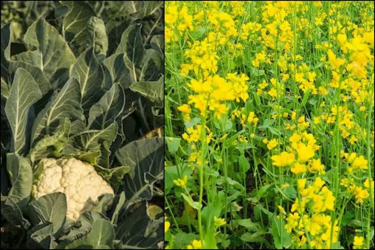Agriculture Department gave farmers mustard seed instead of cauliflower seed in Bilaspur