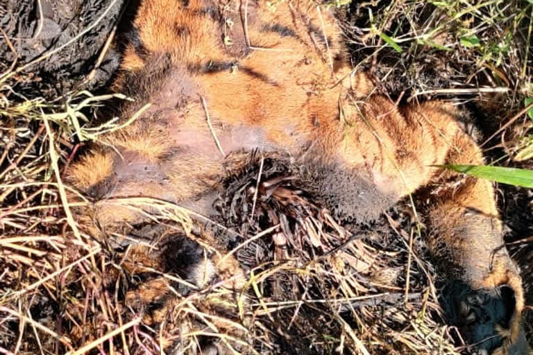 tiger-killed-and-cut-into-pieces-in-gondia-head-and-claws-missing