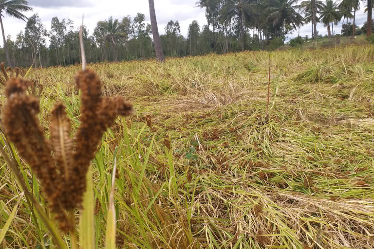 millet crop