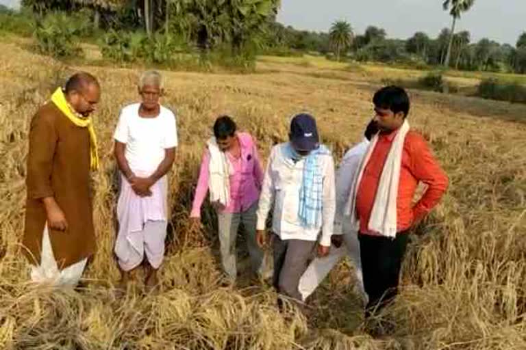 Paddy crops are getting destroyed in Godda