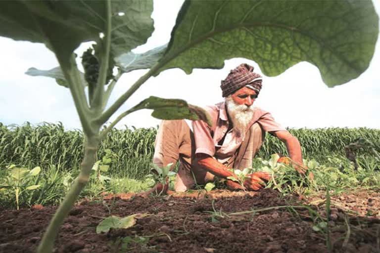 farmers in punjab