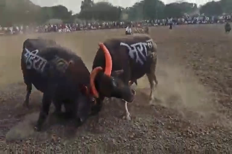 bull-fight-in-ujjain