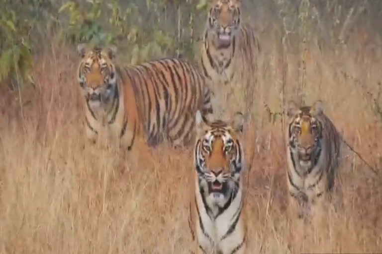 three-cubs-seen-with-female-tiger