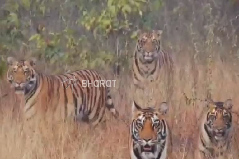 Tourists saw 4 tigers roaming in Satpura Tiger Reserve of Hoshangabad