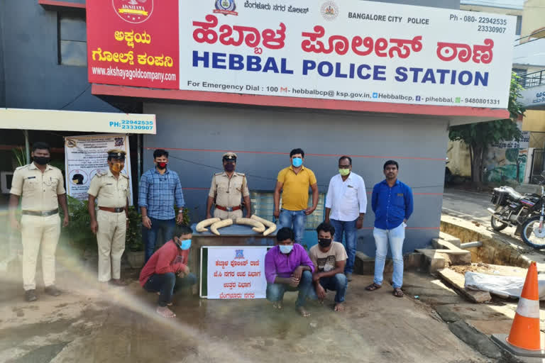 Bangalore police arrested elephant ivory vendors