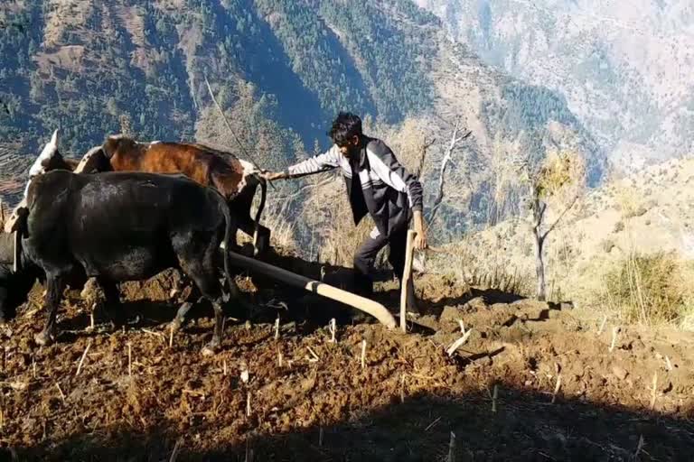 sowing crops in chamba