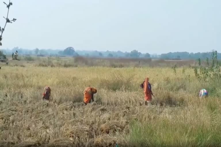 Farmers will sell paddy in compliance with covid guideline: district supply officer