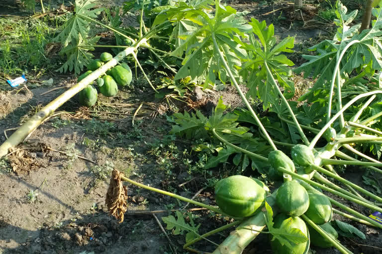 panipat rain hailstorm crop damaged