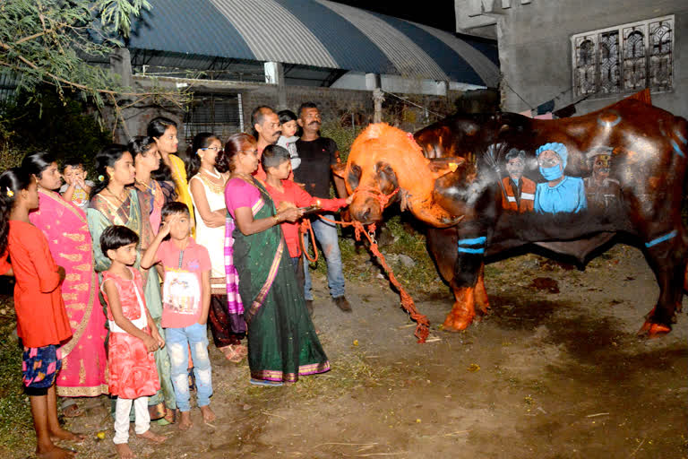 Social messages painted on the back of bulls in Yevla Nashik on the occasion of Diwali