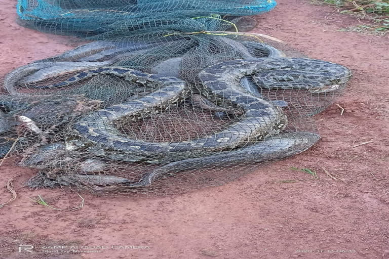 A python caught in a fisherman's net