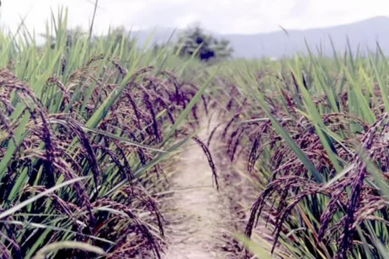 black rice in palghar