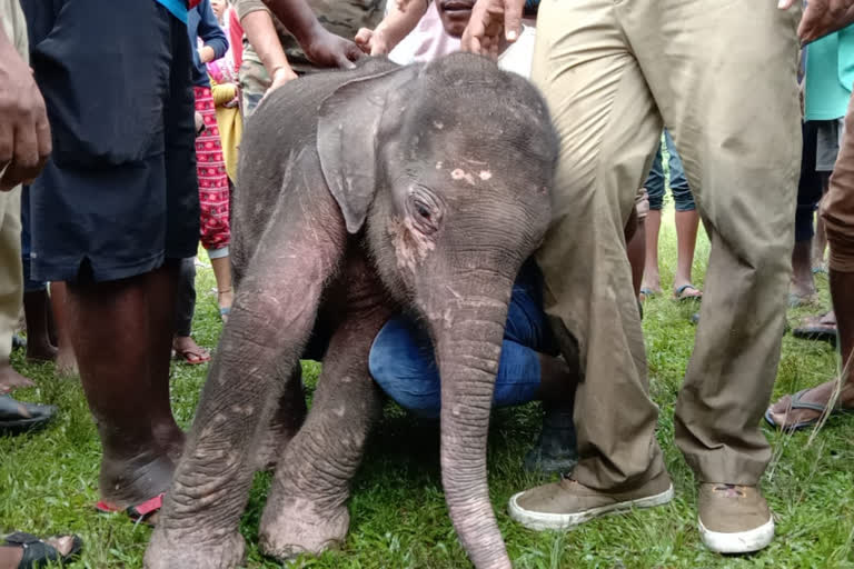 two_elephant_culf_dead_in_gorumata_national_park