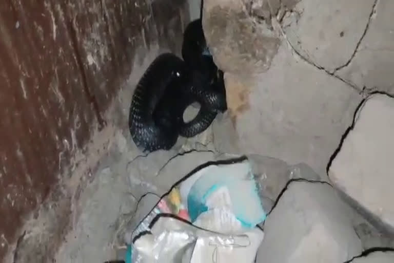 अजमेर में सर्प रक्षक ने अजगर का किया रेस्क्यू, Snake protector rescues cobra in Ajmer