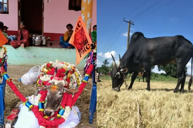 Farmer spent one lakh for his bull's funeral  കാളയ്ക്ക് ഒരു ലക്ഷം രൂപ ചെലവിൽ ശവസംസ്കാരം നടത്തി ഉടമ  കാളയ്ക്ക് ശവസംസ്കാരം നടത്തി ഉടമ