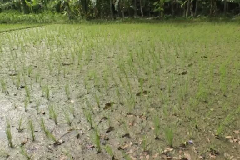 cheranellur water issue  ചേരാനെല്ലൂര്‍ വാര്‍ത്തകള്‍  ചേരാനെല്ലൂര്‍ പാടത്ത് വെള്ളമെത്തുന്നില്ല  ernakulam latest news