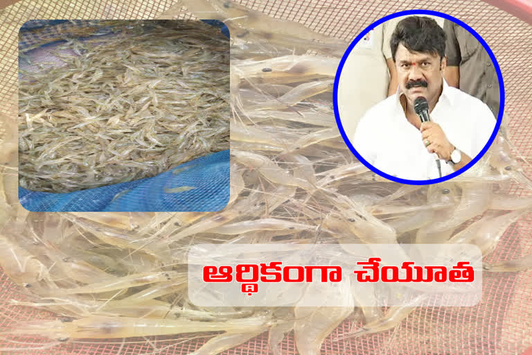 minister thalasani on shrimp distribution