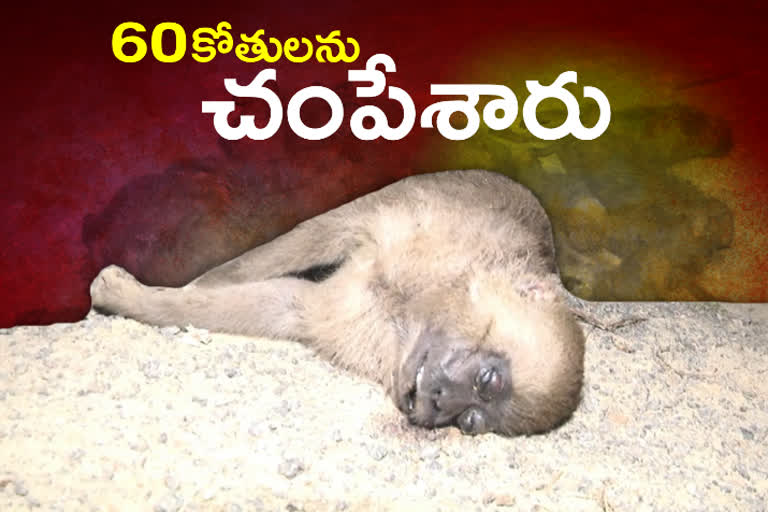 60 monkey dead bodies in shanigapuram