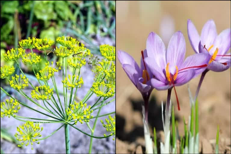 asafoetida and saffron cultivation