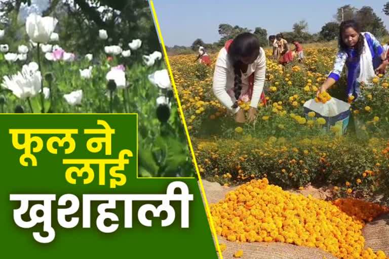 female-farmers-doing-marigold-flower-cultivation-in-khunti