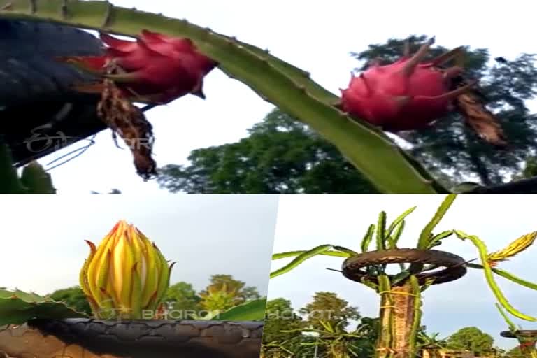 uttar pradesh farming  dragon fruit farming  ഷൈലേന്ദ്രനാഥ് കാന്ത്  ഡ്രാഗണ്‍ ഫ്രൂട്ട് വിളവെടുപ്പ്  ഡ്രാഗണ്‍ ഫ്രൂട്ട് കൃഷി  സൂപ്പര്‍ ഫ്രൂട്ട്