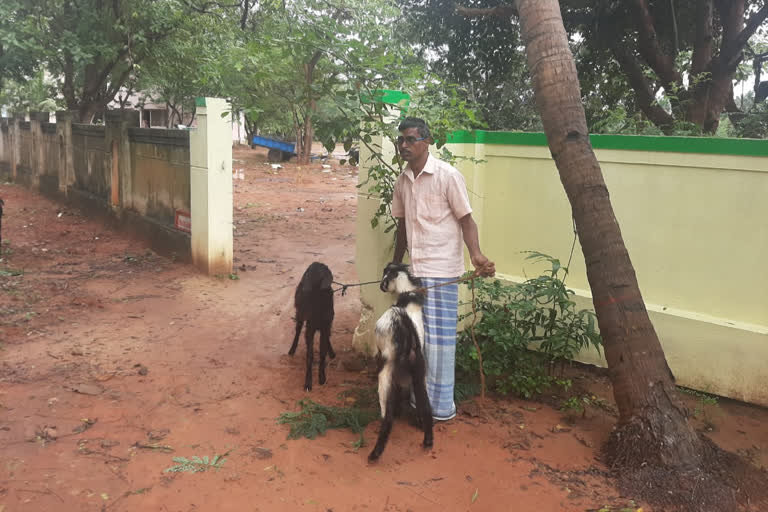 The owner reported with the head of the missing goat in pudukottai