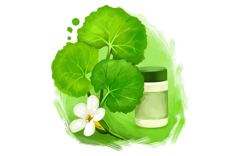 brahmi benefits, anxiety, memory boost