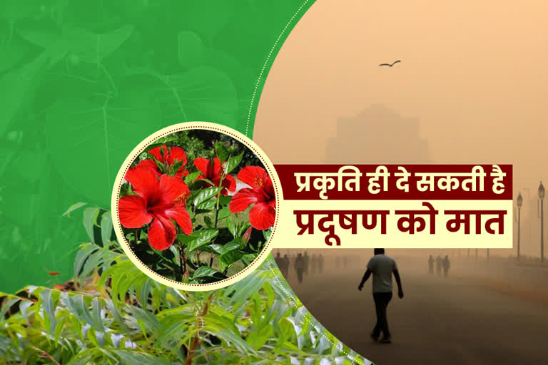 solution of pollution will be provided by planting these plants says raj sharma