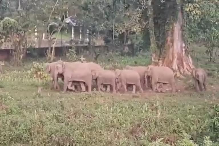 elephant-terror-at-hahim-of-boko