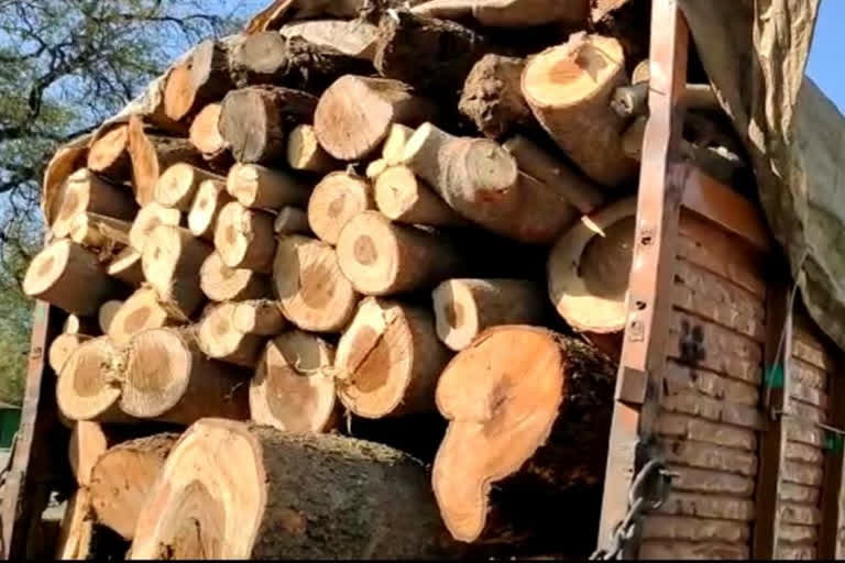 police arrested accused for smuggling wood in KAWARDHA