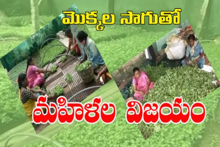 women farmers victory in penumuru chittore district