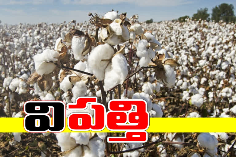 decreased-cotton-yield-in-telangana-due-to-the-rains-and-pests