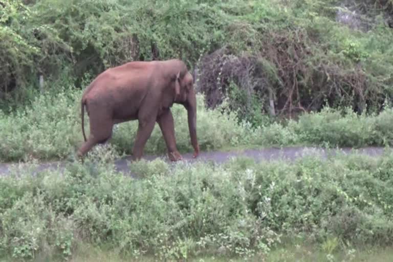 ஒற்றை யானை இடம் பெயர்ந்ததால் கிராம மக்கள் நிம்மதி