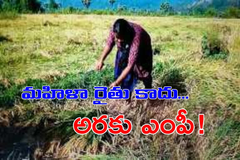 araku mp in paddy cutting