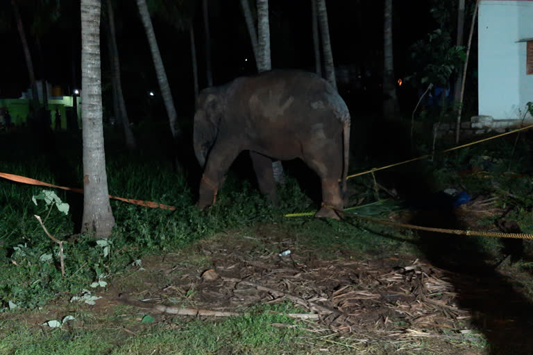 Elephant fell into well rescued after 15 hours struggle  കൃഷിയിടത്തിലെ കിണറ്റിൽ വീണ പിടിയാനയെ രക്ഷപെടുത്തി  ചെന്നൈ  ധർമ്മപുരി  തമിഴ്‌നാട്