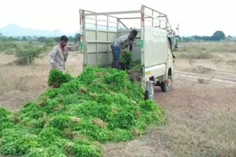 nashik fall in cilantro prices