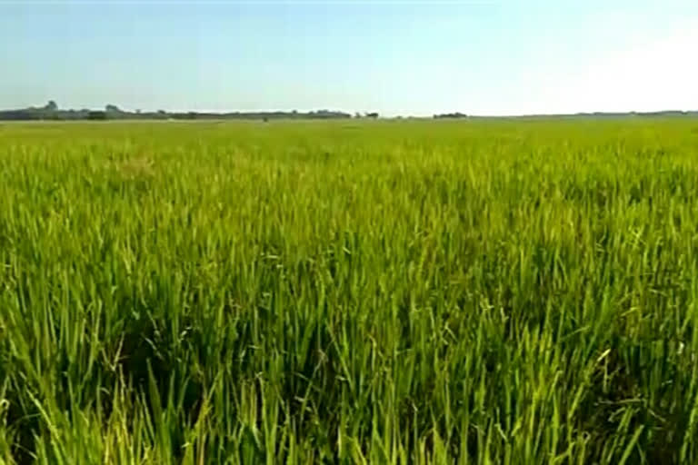 kampur-agriculture-paddy-conditions