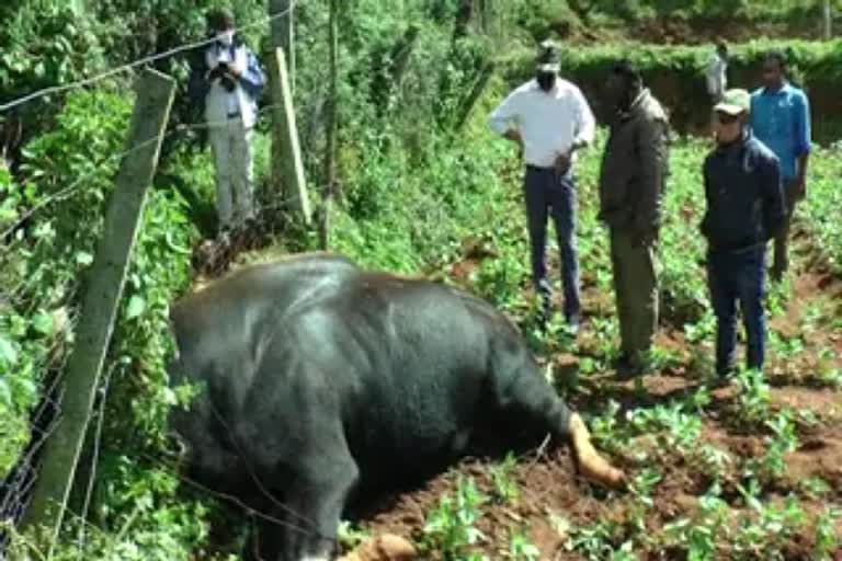 காட்டெருமை உயிரிழப்பு