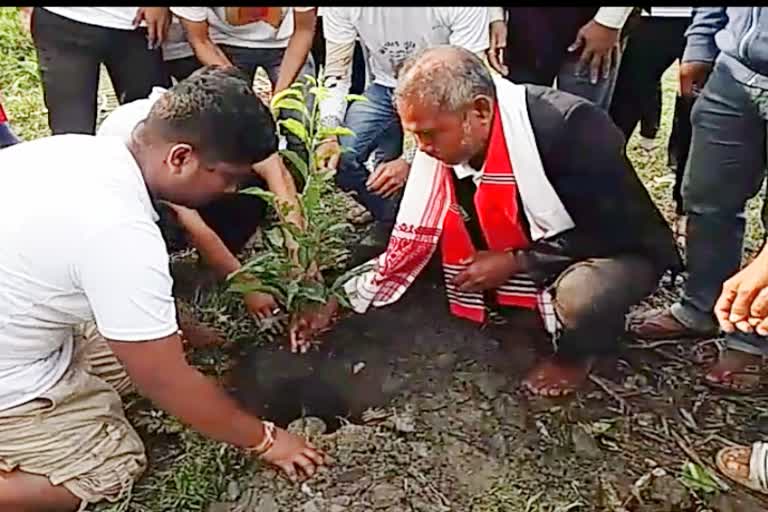 jadav payeng plantation in jamugurihat